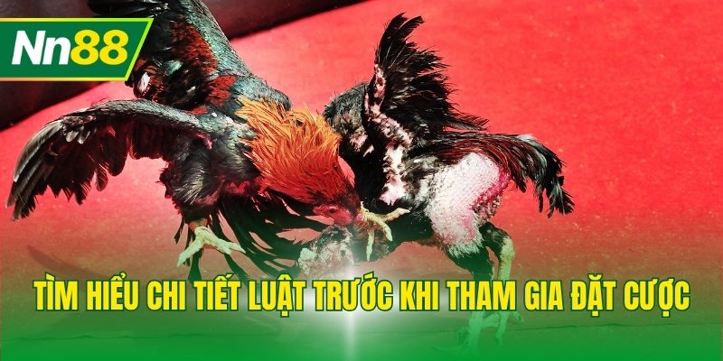 Tìm hiểu chi tiết luật trước khi tham gia đặt cược